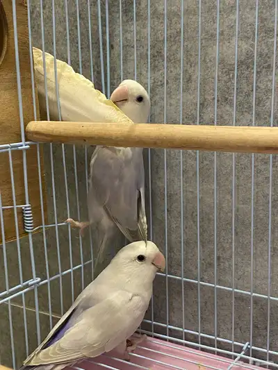 للبيع زوج روز اوبلاين منتج index