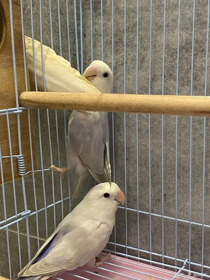 للبيع زوج روز اوبلاين منتج 2