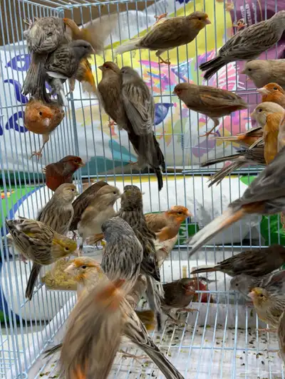 كناري اوروبي - جملة و فرادي index