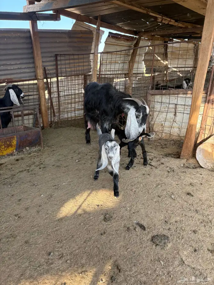 لبيع عنز عارضيه ااصل تحتها جفرتين 4