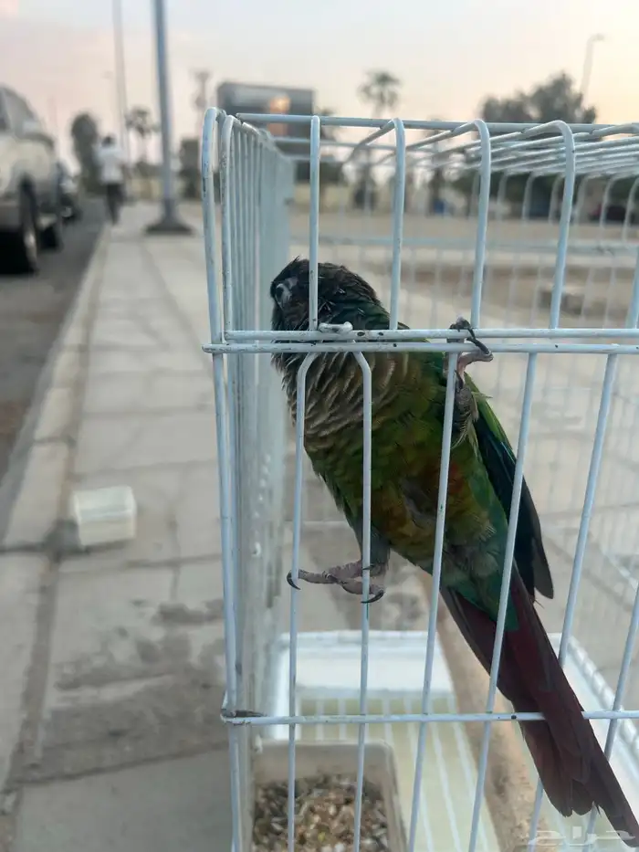 كنيور قرين شك 0