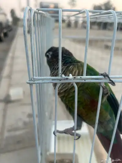 كنيور قرين شك index