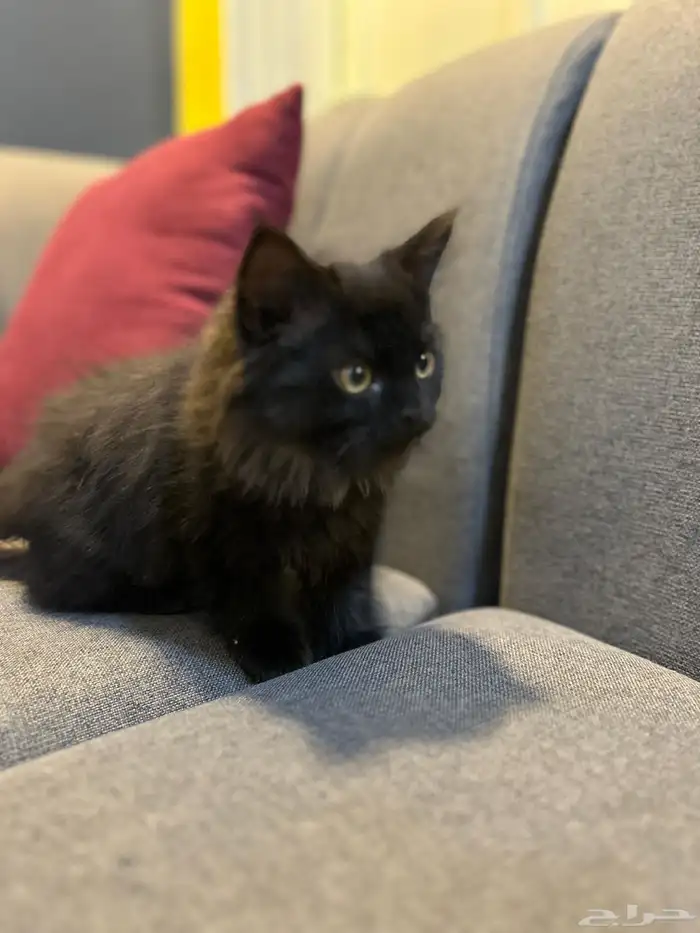 قطوتين للبيع 36