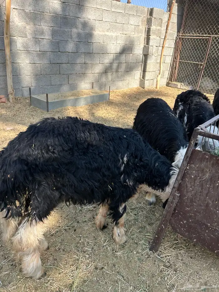 6 خرفان طيبات جذعات 3