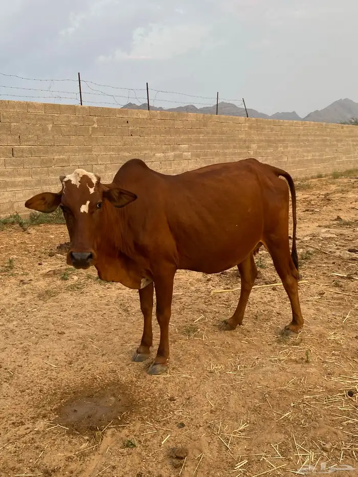 بقره للبيع 1