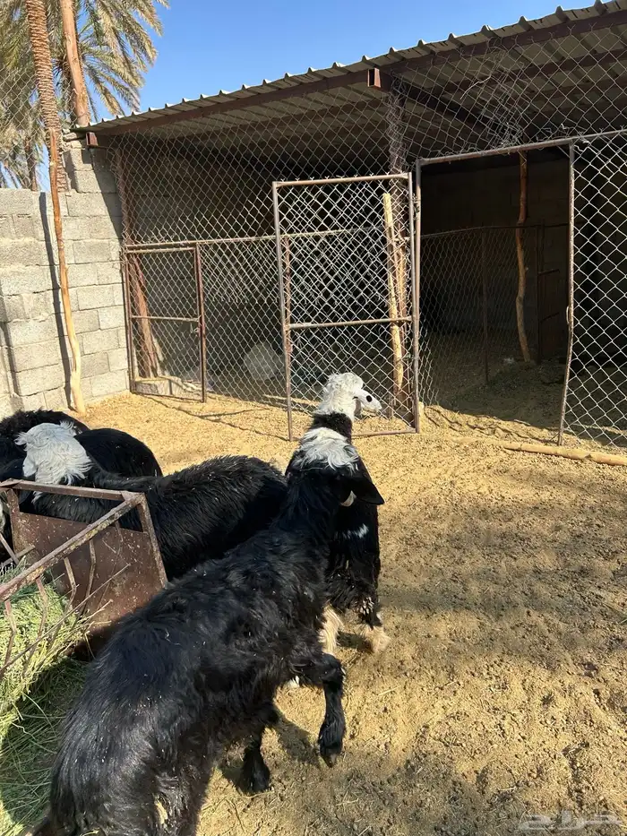 6 خرفان طيبات جذعات 0