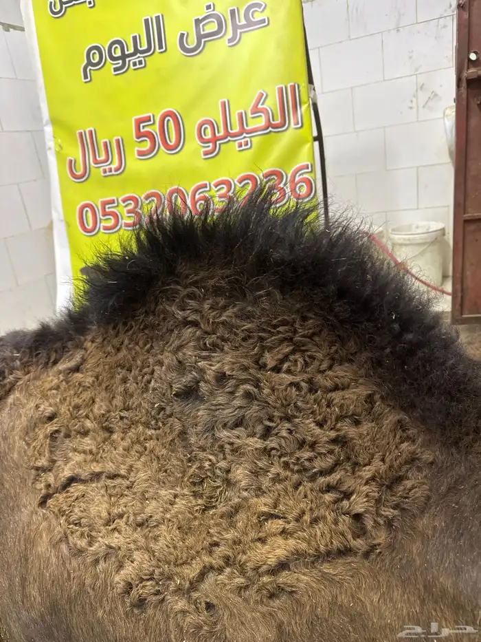 لباني شرط والطعم تحدي والسعر حكاية 0