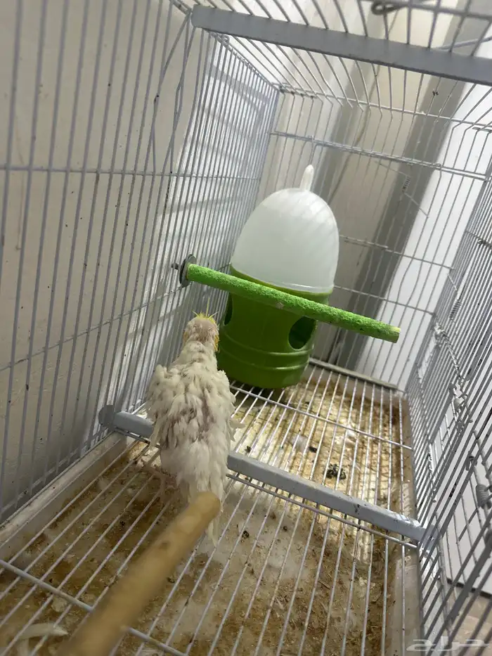 ذكر كروان كان تربيه لكن انهمل حيل 1