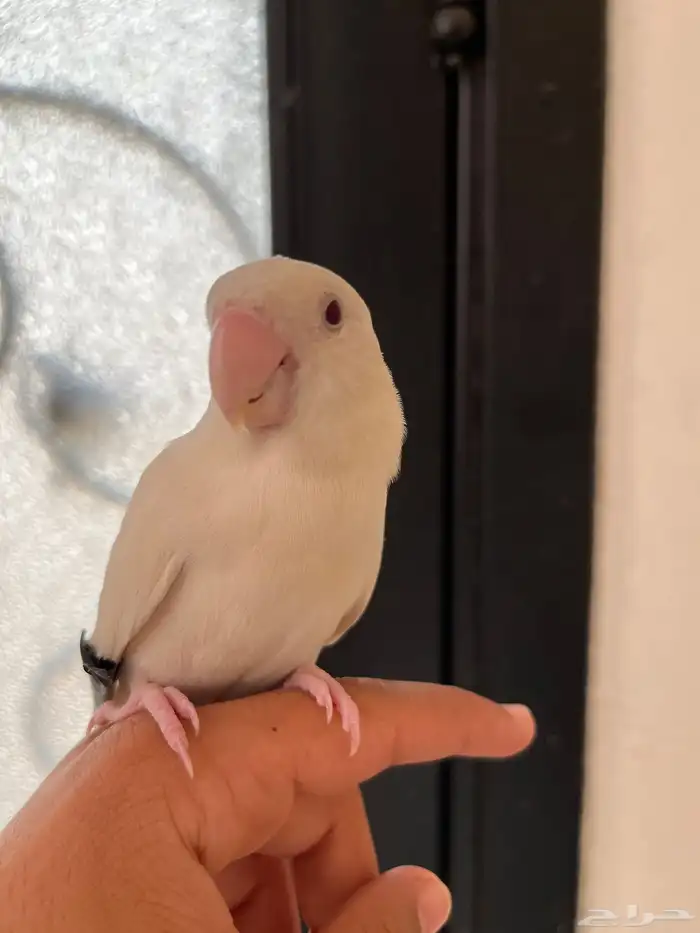 بغبغاء أروز للبيع الحد 250 قابل لتفاوض اط ير نوعن ما أليف 2