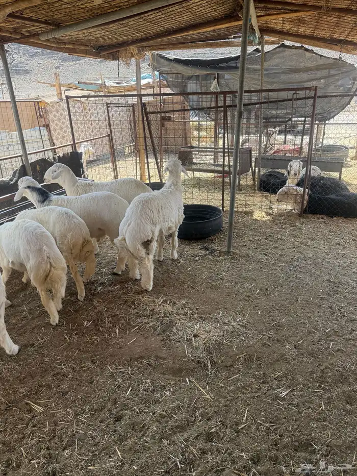 طليان. والتيوس ذبايح. 38