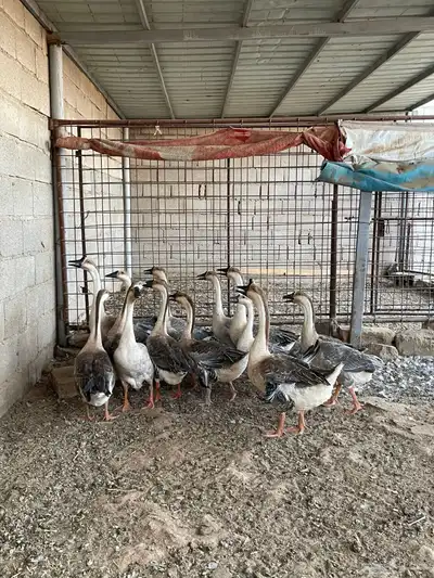 وز عراقي index