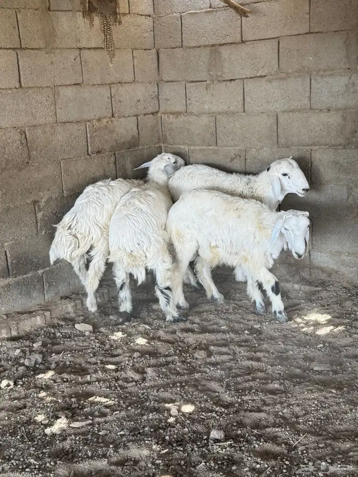 طليان فل الفل شحم من انتاج مراحي 3