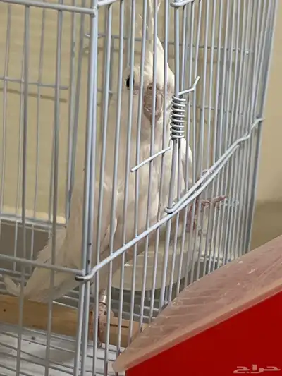 كروان للبيع index