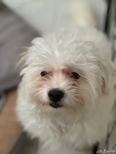 كلب مالتيز - انثى للبيع index