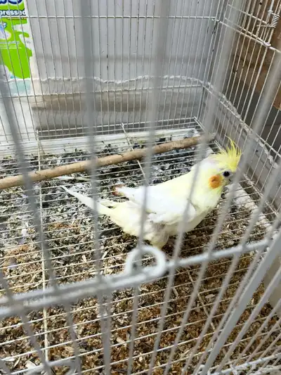 3 طيور كروان index