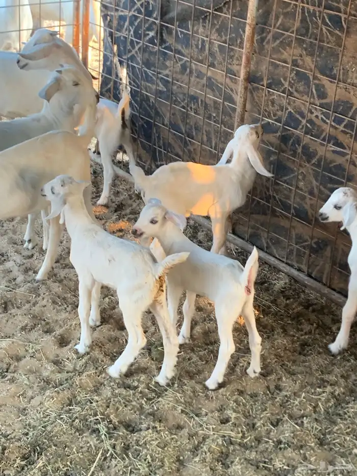 للبيع معزا بيشيات مواليد( تم البيع 9