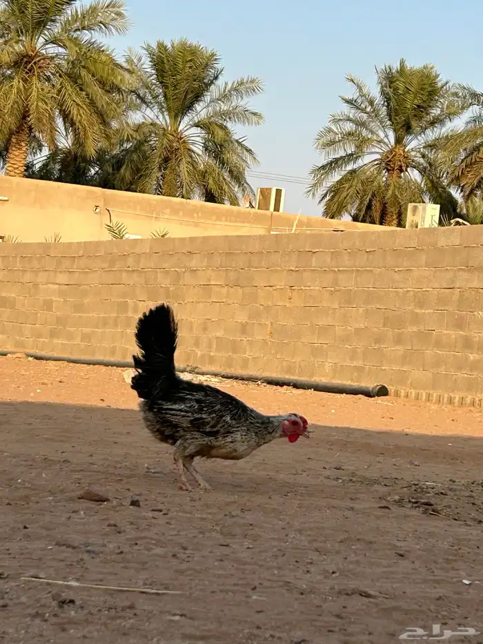 السلام عليكم دجاج بلدي للبيع 13