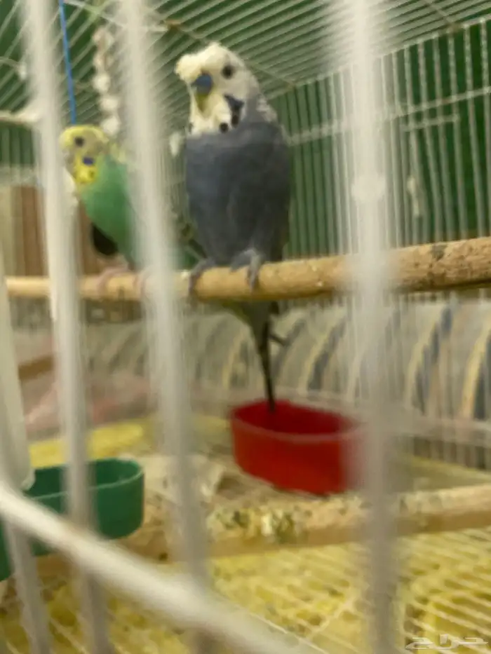 3 ازواج بادجي منتجه 0