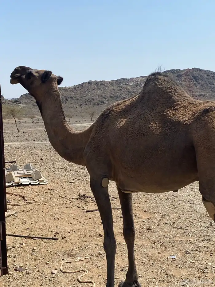 اعرض لكم ناقه خلفه تحتها بكره البكره عازلها عن امها مطوله 4