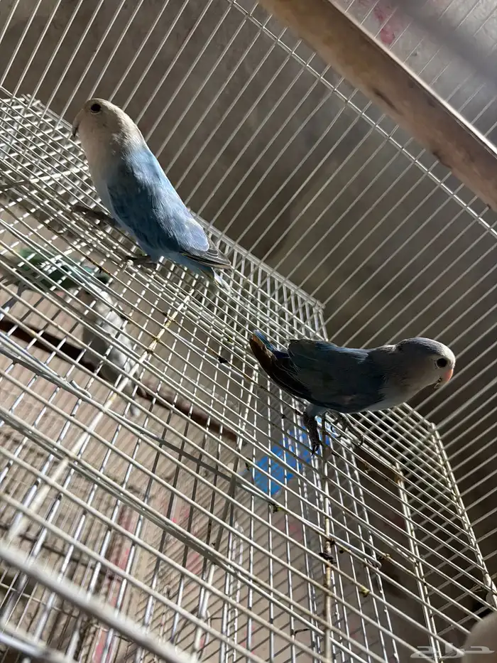 لبيع جوزين روز 3