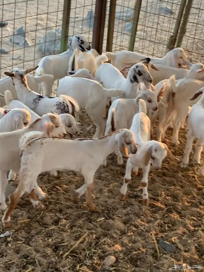 للبيع معزا بيشيات مواليد( تم البيع 12