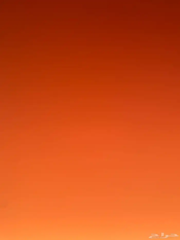 مطلوب جرو ذيب صغير الي عنده أنا شراي 0