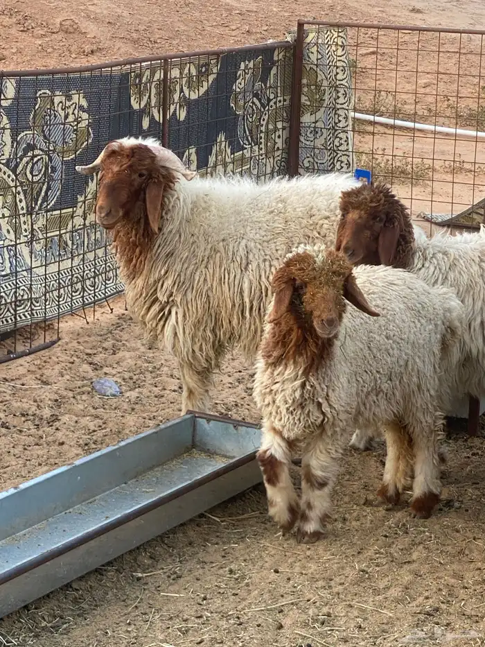 ذبايح نعيم   تابي و تمارا 14