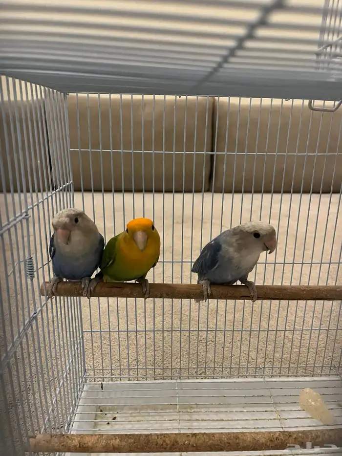 طيور روز زينة 1