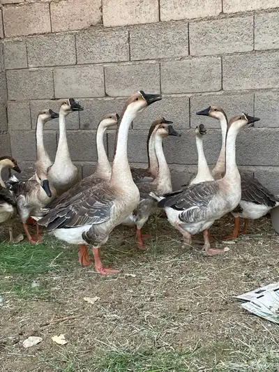 وز عراقي index