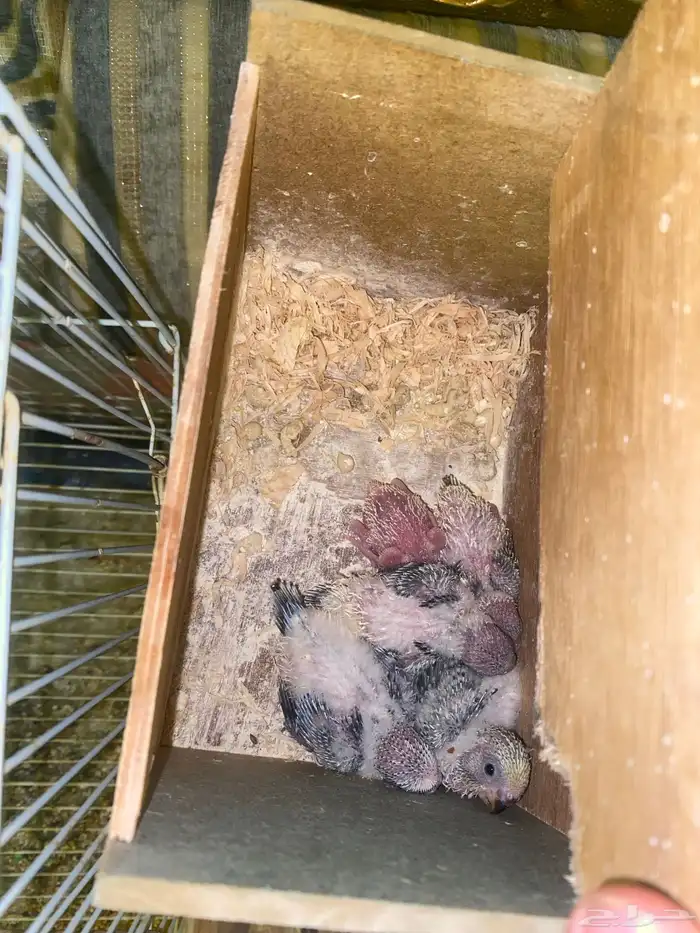 3 ازواج بادجي منتجه 2