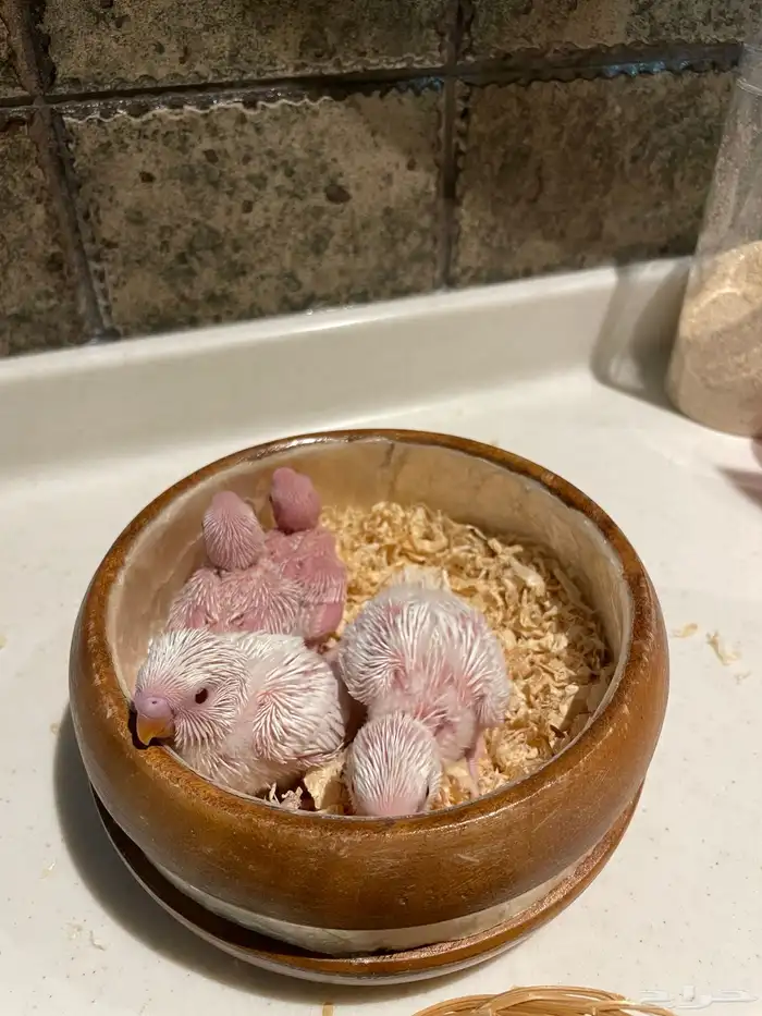 فروخ بادجي 0