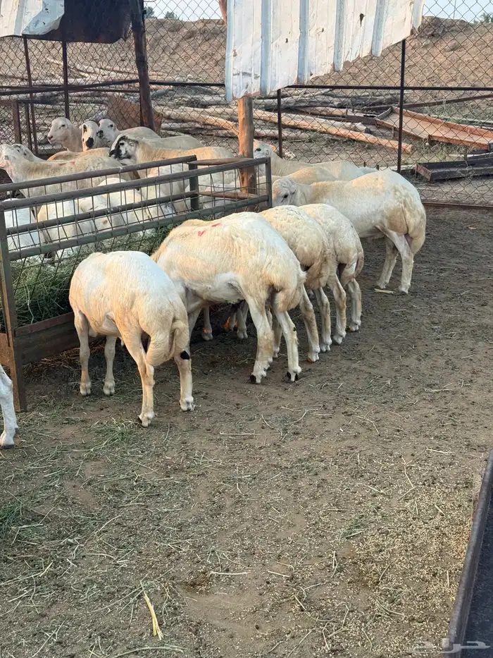 خرفان كباشة بلدي 0