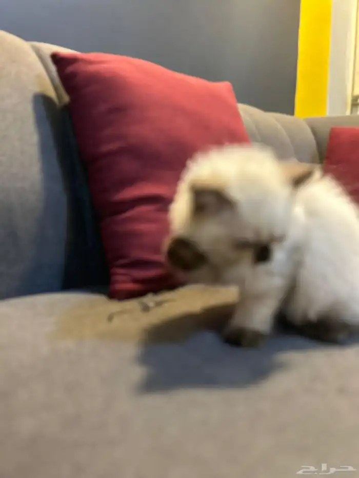 قطوتين للبيع 6