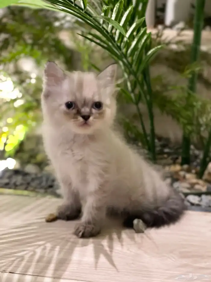 قطط هملايا بيوور 4