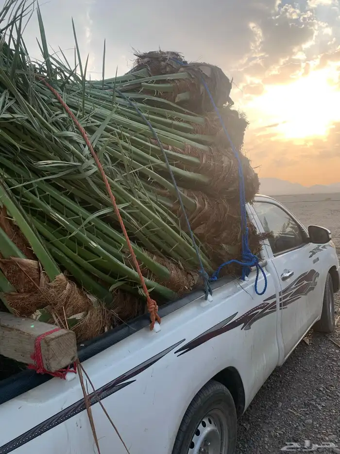 صقعي دقلة حمود حلوة 2