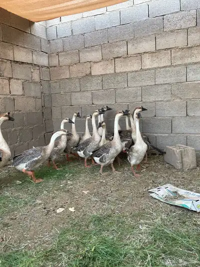 وز عراقي index