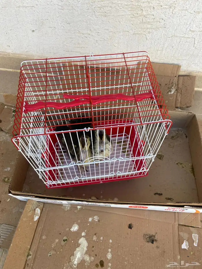 للبيع بط سليم مابه شي على السوم 0