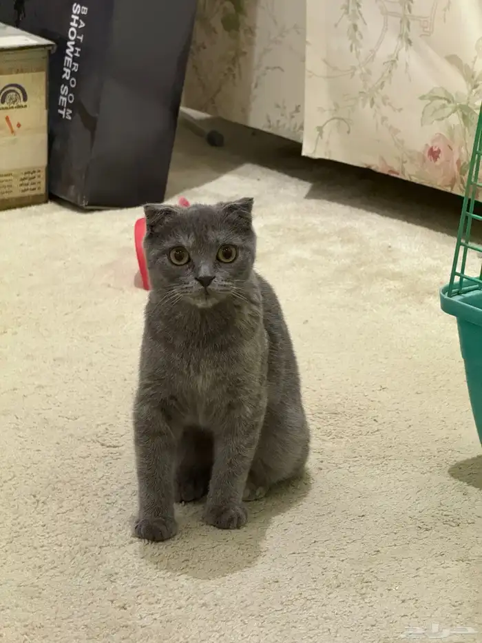 تبني قطة سكوتش 0