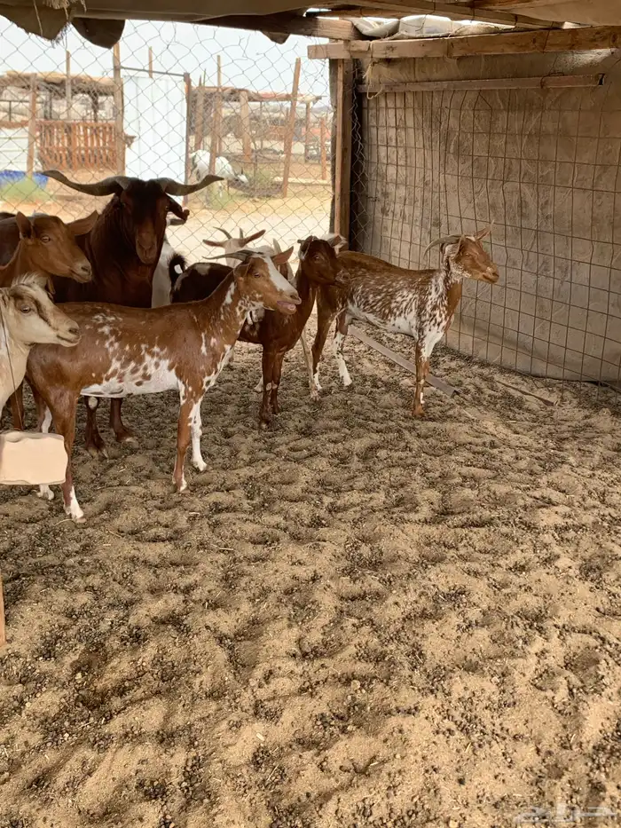 للبيع معزا جنوبية (تم البيع 9