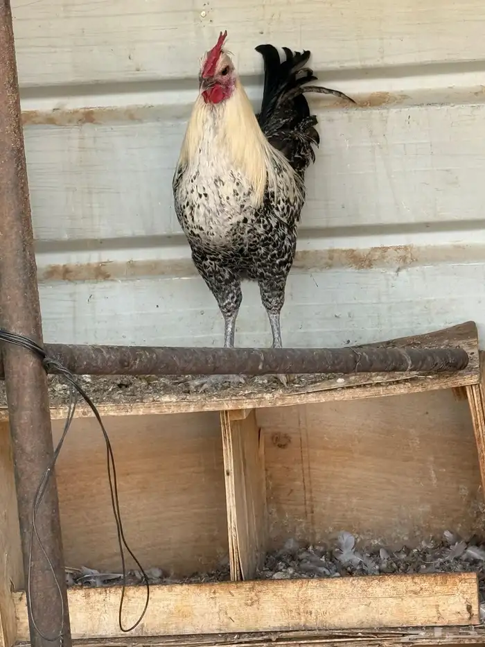 ديكه فيومي العدد3 3