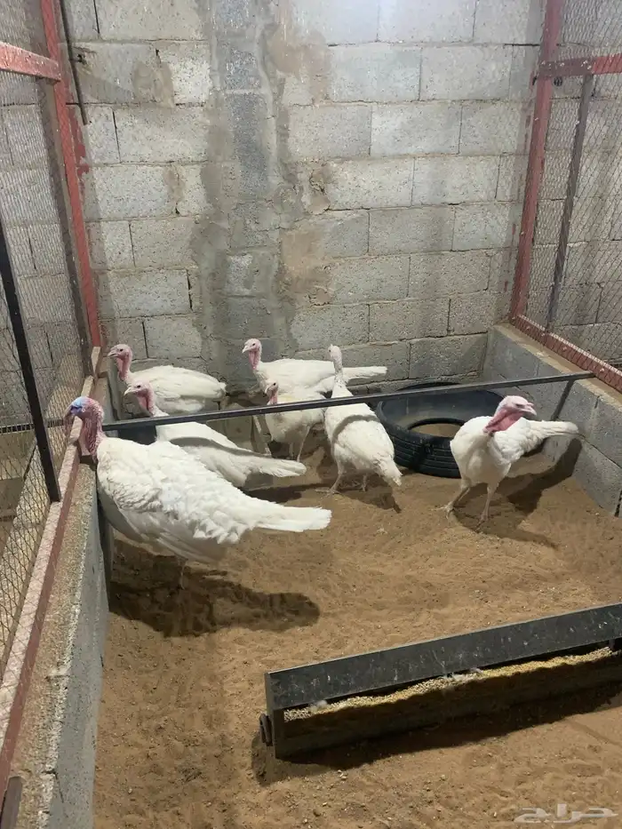 للبيع رومي بياض 2