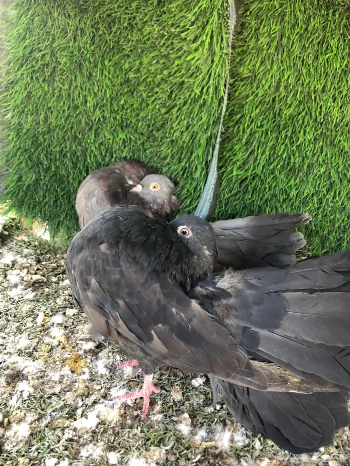 حمام  شماسي 0