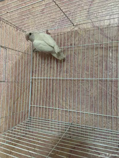 للبيع انثى روز منتجه index