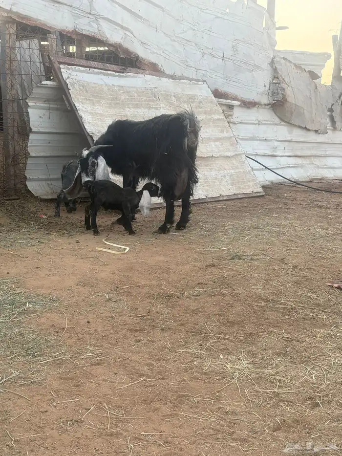 لبيع عنز عارضيه ااصل تحتها جفرتين 13