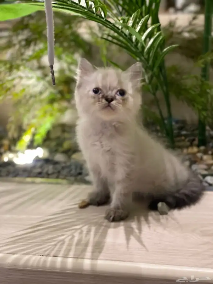 قطط هملايا بيوور 0