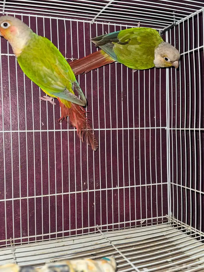 للبيع حبتين كنيور مجهول الجنس السوم من 500 البيع بدون ملحقا 2