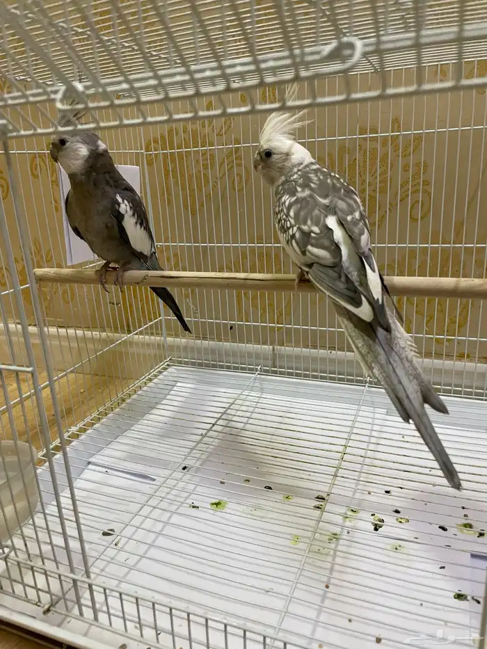 كروان هولندي ذكر 2 0