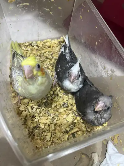 للبيع فروخ كروان غر index