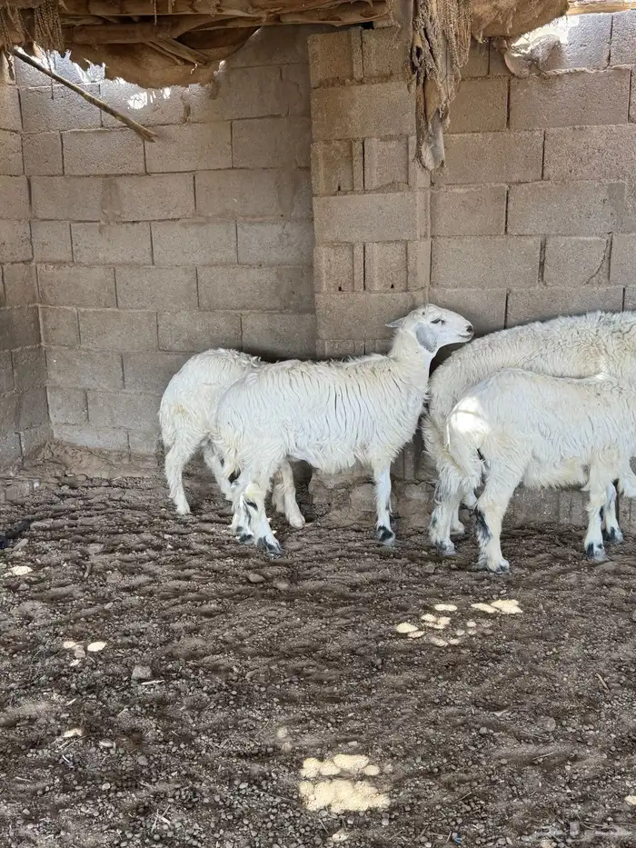 طليان فل الفل شحم من انتاج مراحي 11