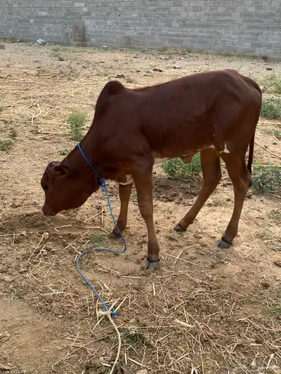 بقره للبيع index